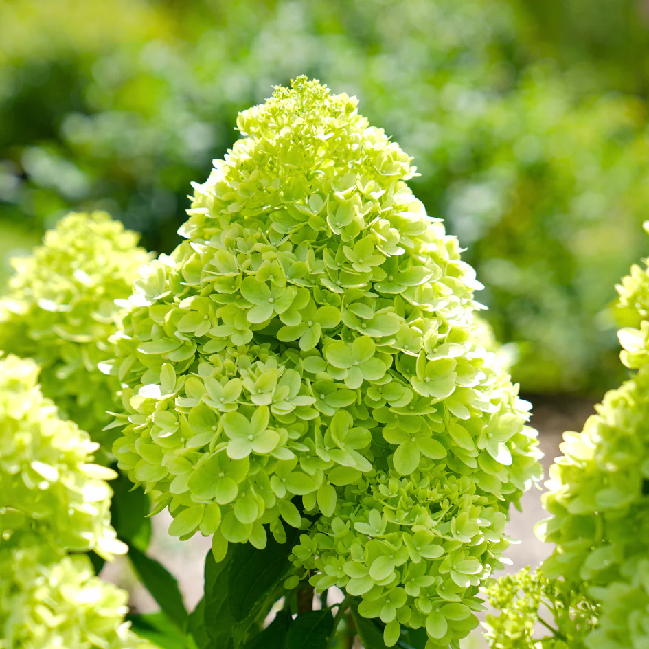 Little Lime® Panicle Hydrangea