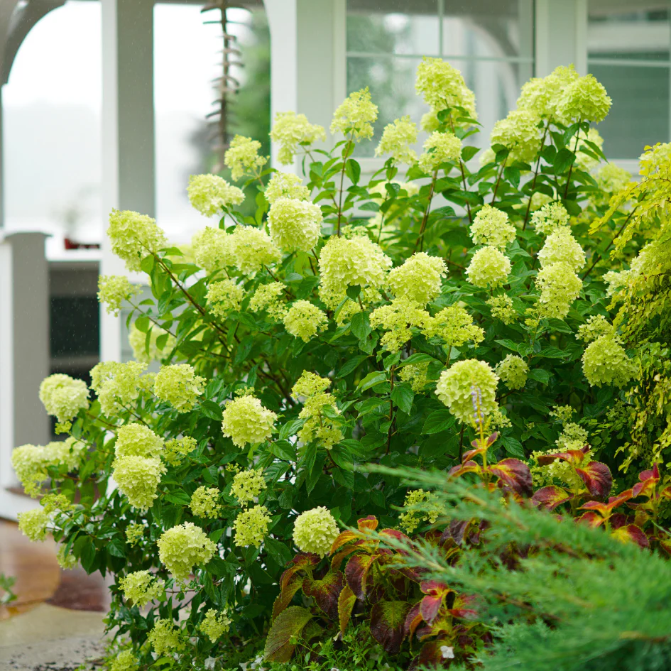 Little Lime® Panicle Hydrangea - Image 2