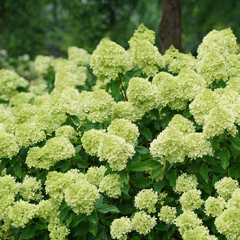 Little Lime® Panicle Hydrangea - Image 3
