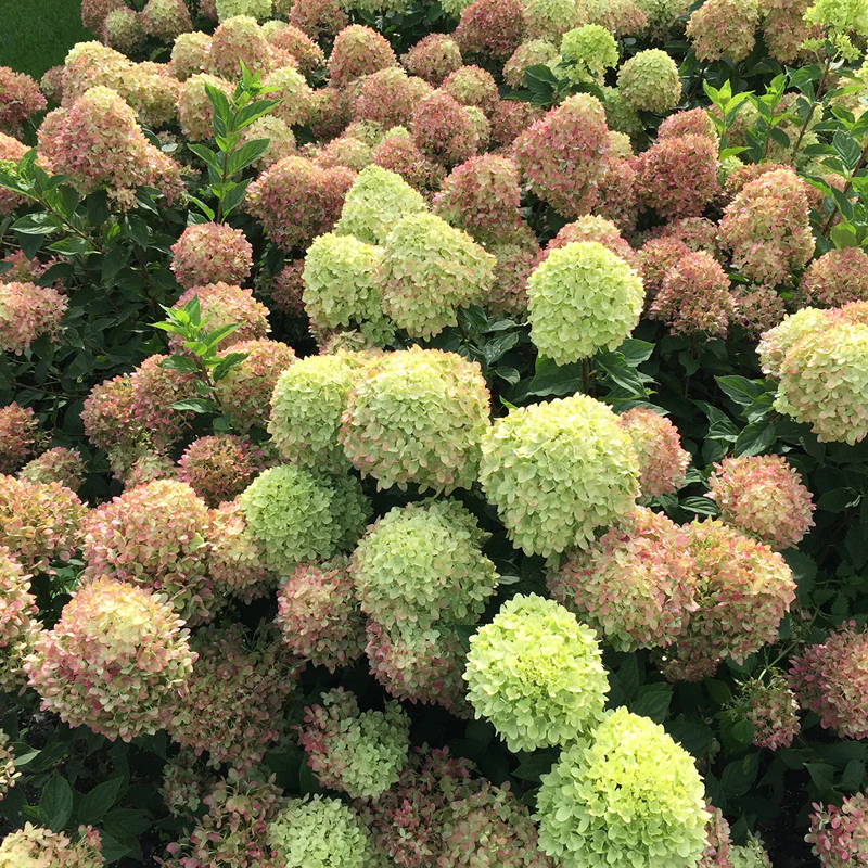 Little Lime® Panicle Hydrangea - Image 5