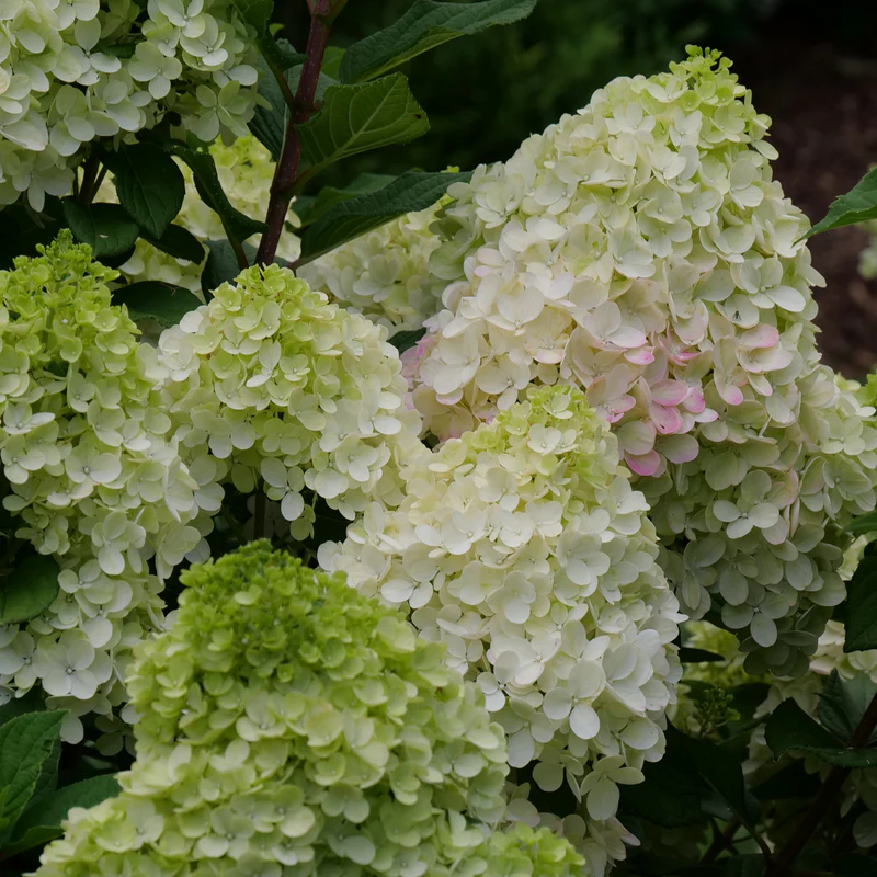 Little Lime Punch® Panicle Hydrangea - Image 3