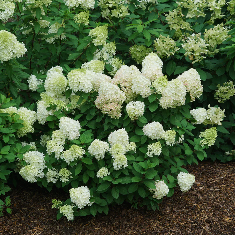 Little Lime Punch® Panicle Hydrangea - Image 4