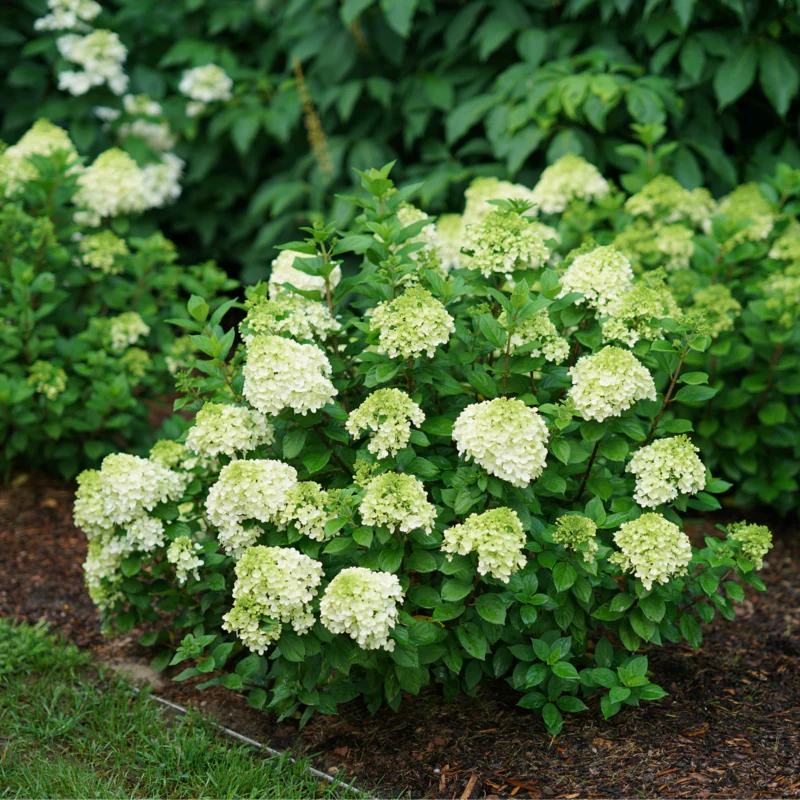 Little Lime Punch® Panicle Hydrangea - Image 5