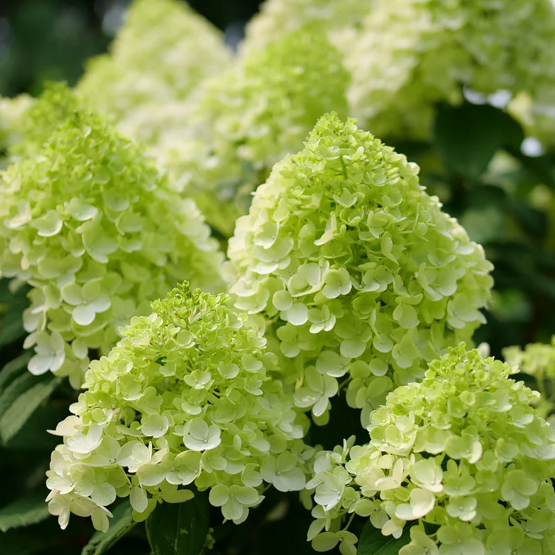Little Lime Punch® Panicle Hydrangea - Image 6