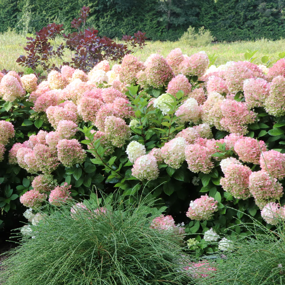 Little Lime Punch® Panicle Hydrangea - Image 7