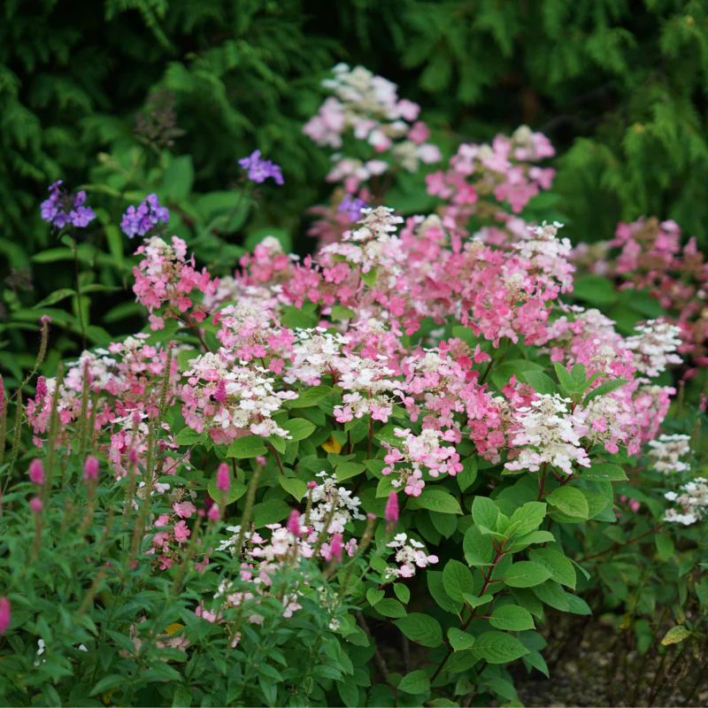 Little Quick Fire® Panicle Hydrangea