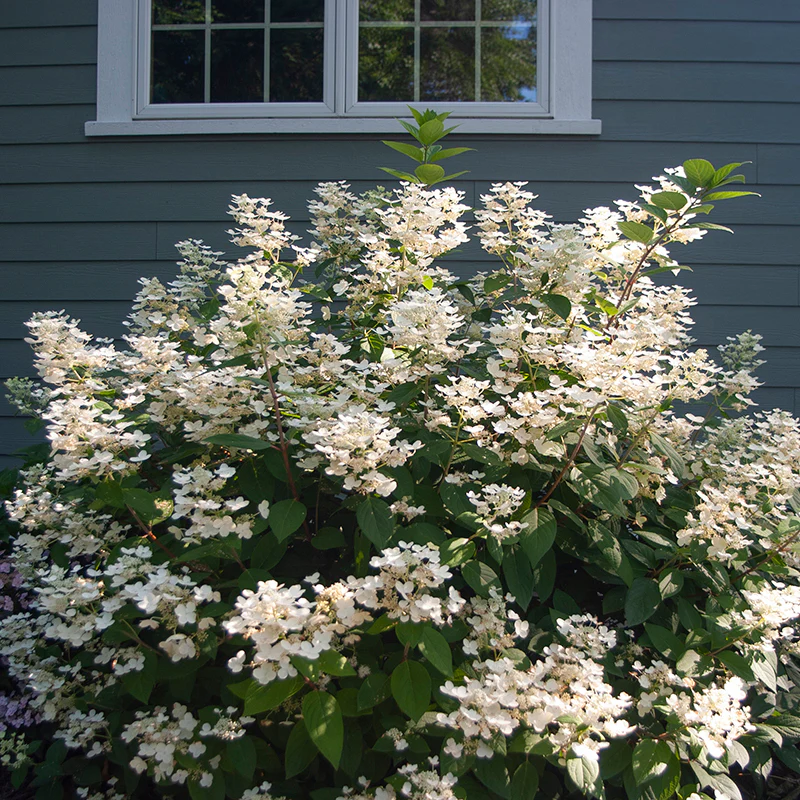 Little Quick Fire® Panicle Hydrangea - Image 2
