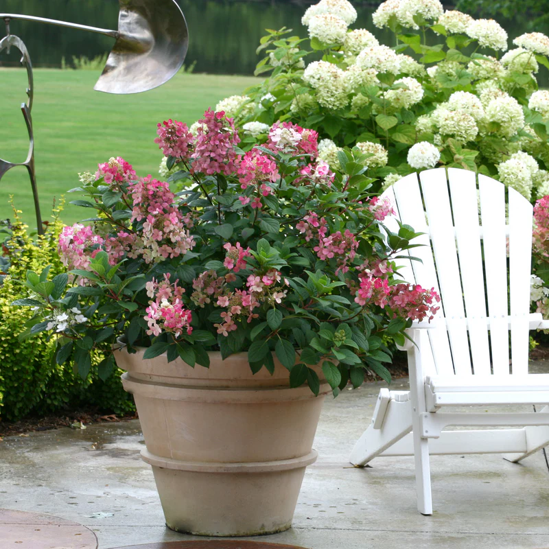 Little Quick Fire® Panicle Hydrangea - Image 3