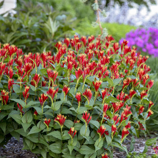 'Little Redhead' Spigelia