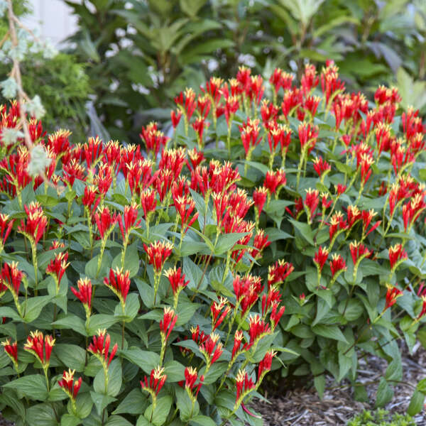 'Little Redhead' Spigelia - Image 3