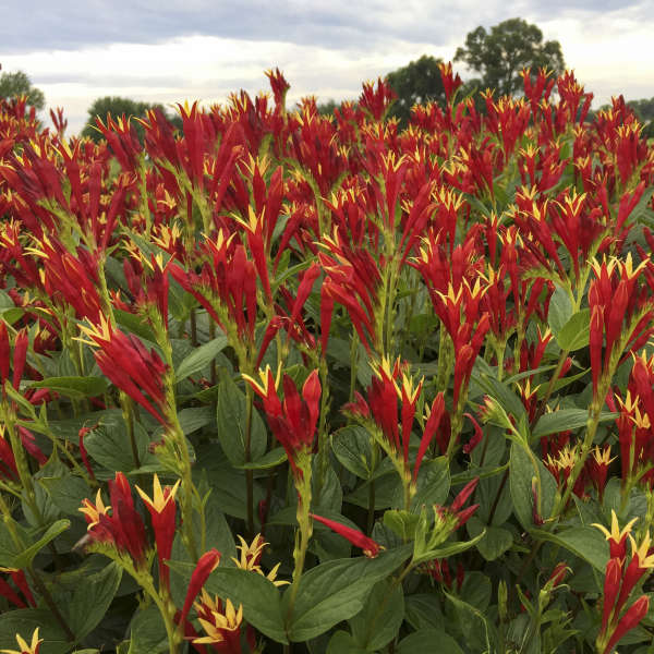 'Little Redhead' Spigelia - Image 5