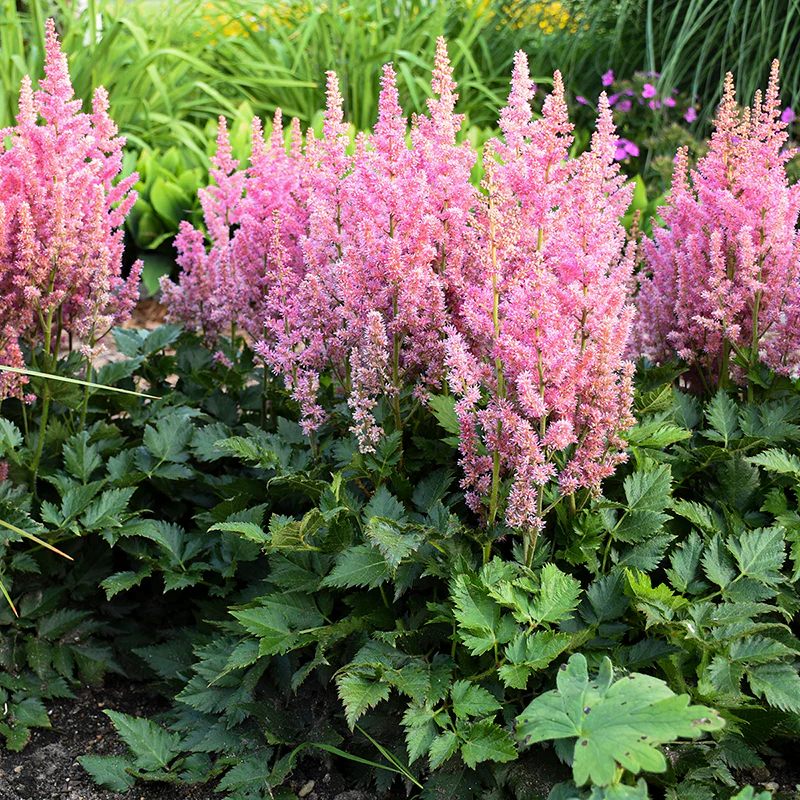 'Little Vision in Pink' Astilbe