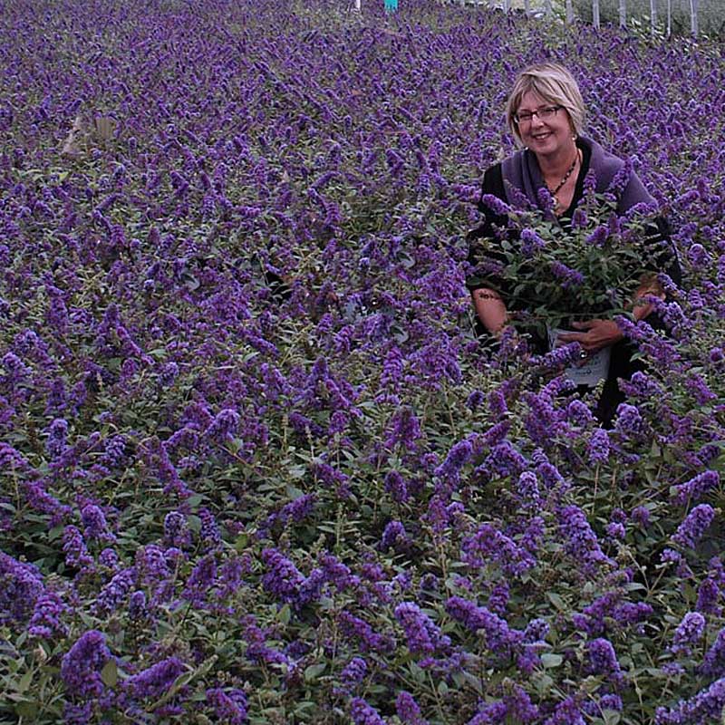 Lo & Behold® 'Blue Chip Jr.' Butterfly Bush (Buddleia) - Image 3