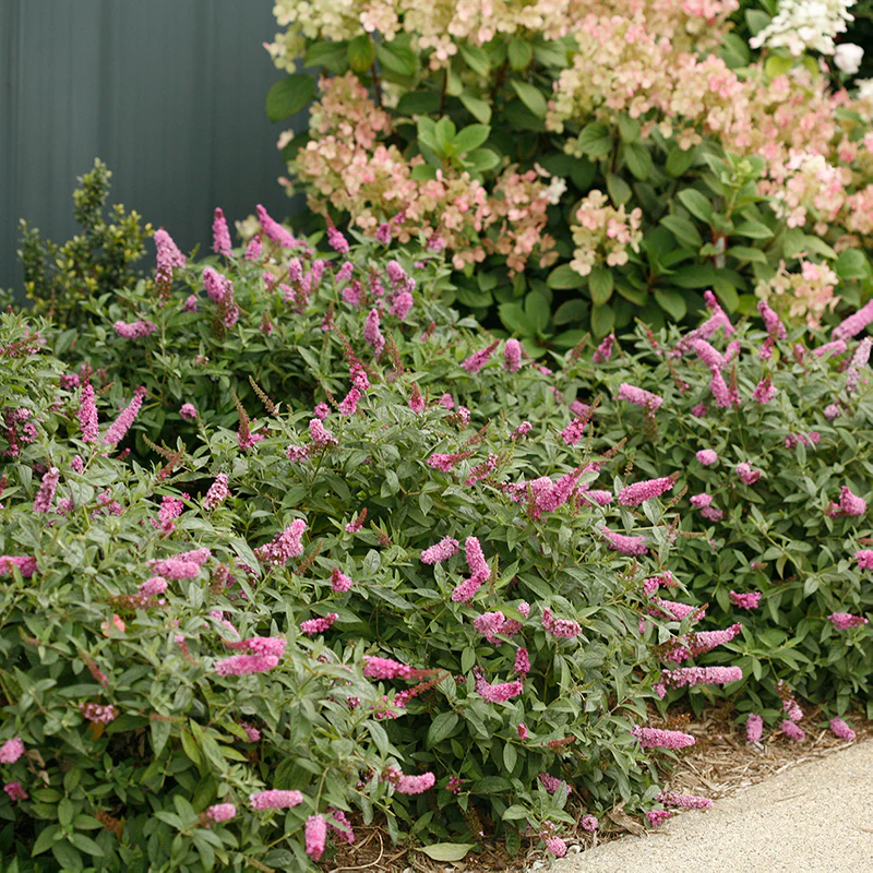 Lo & Behold® 'Pink Micro Chip' Butterfly Bush (Buddleia)
