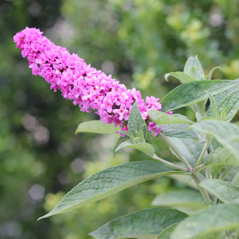 Lo & Behold® 'Pink Micro Chip' Butterfly Bush (Buddleia) - Image 2