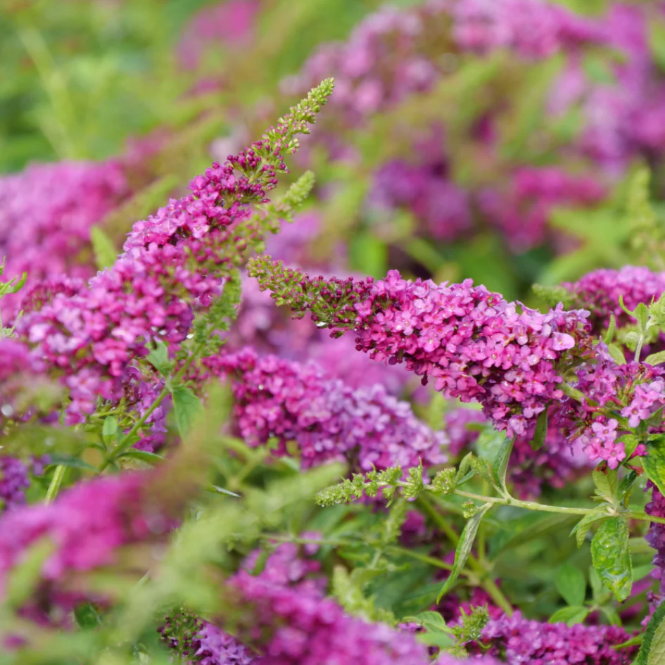 Lo & Behold Ruby Chip® Butterfly Bush (Buddleia)