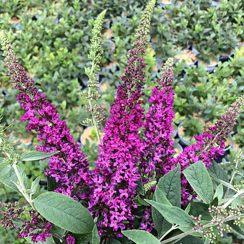 Lo & Behold Ruby Chip® Butterfly Bush (Buddleia) - Image 3