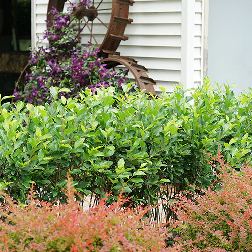 Low Scape Hedger® Aronia
