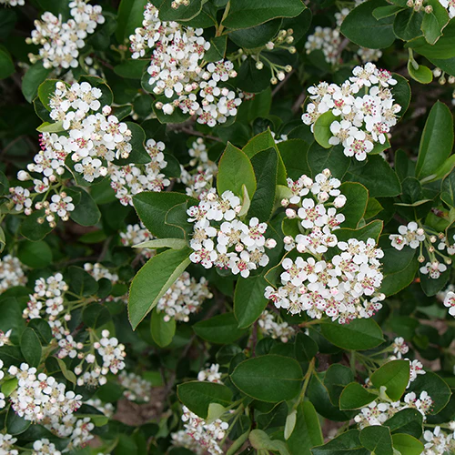 Low Scape Hedger® Aronia - Image 5