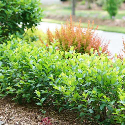 Low Scape Hedger® Aronia - Image 7