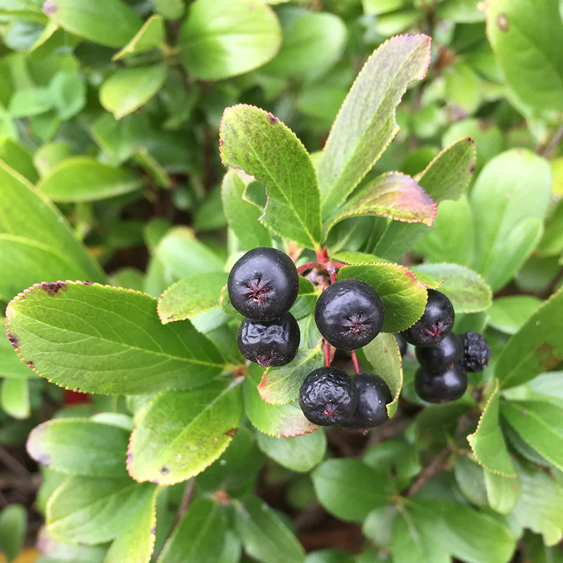 Low Scape Mound® Aronia - Image 2