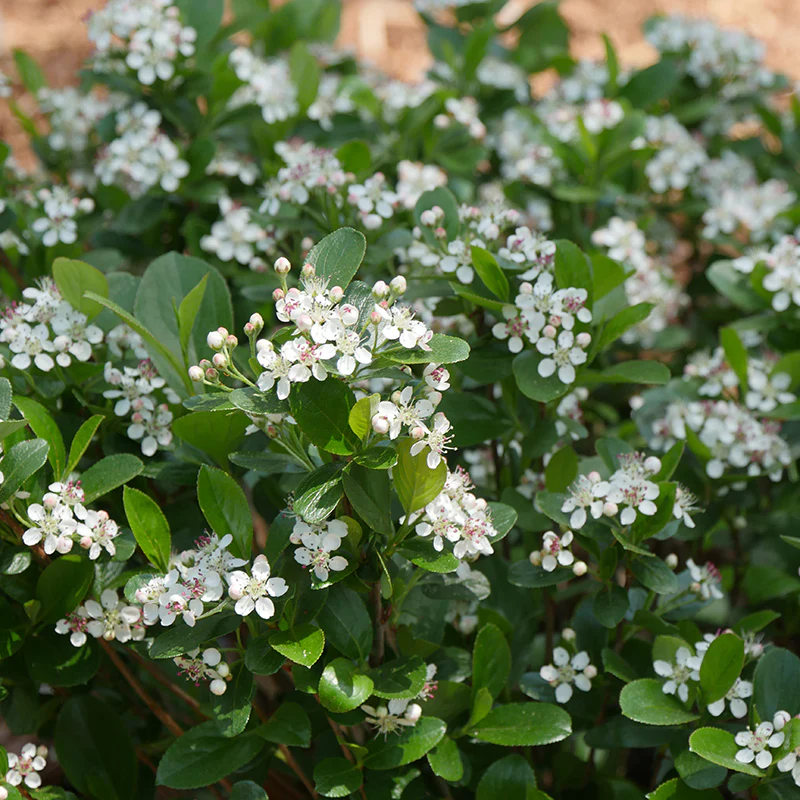 Low Scape Mound® Aronia - Image 3