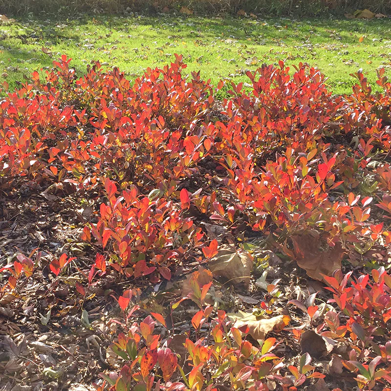 Low Scape Mound® Aronia - Image 4