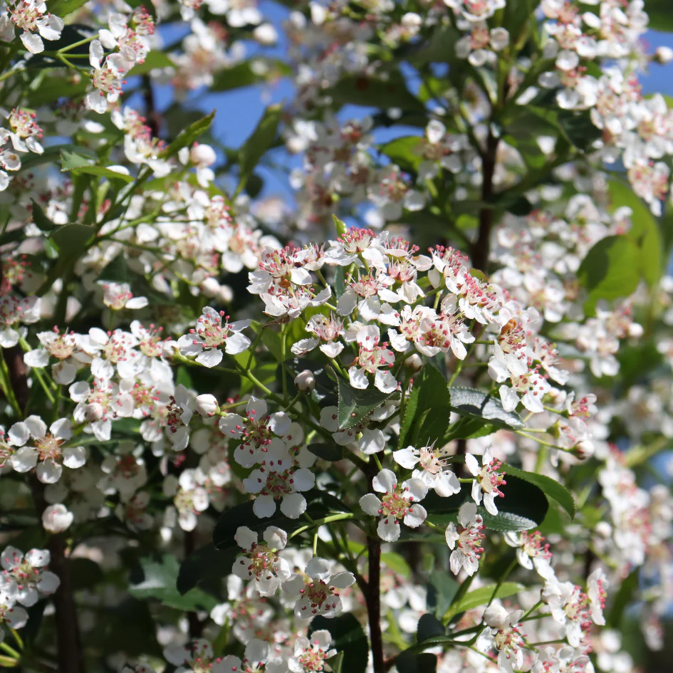 Low Scape Snowfire™ Aronia