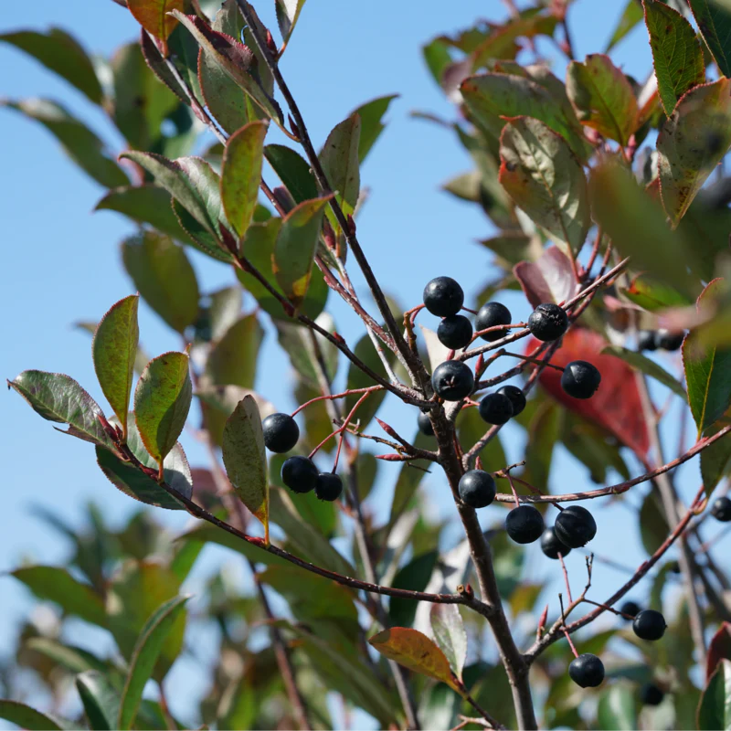 Low Scape Snowfire™ Aronia - Image 4
