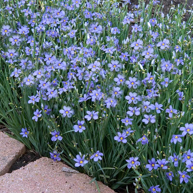 'Lucerne' Blue-Eyed Grass (Sisyrinchium)