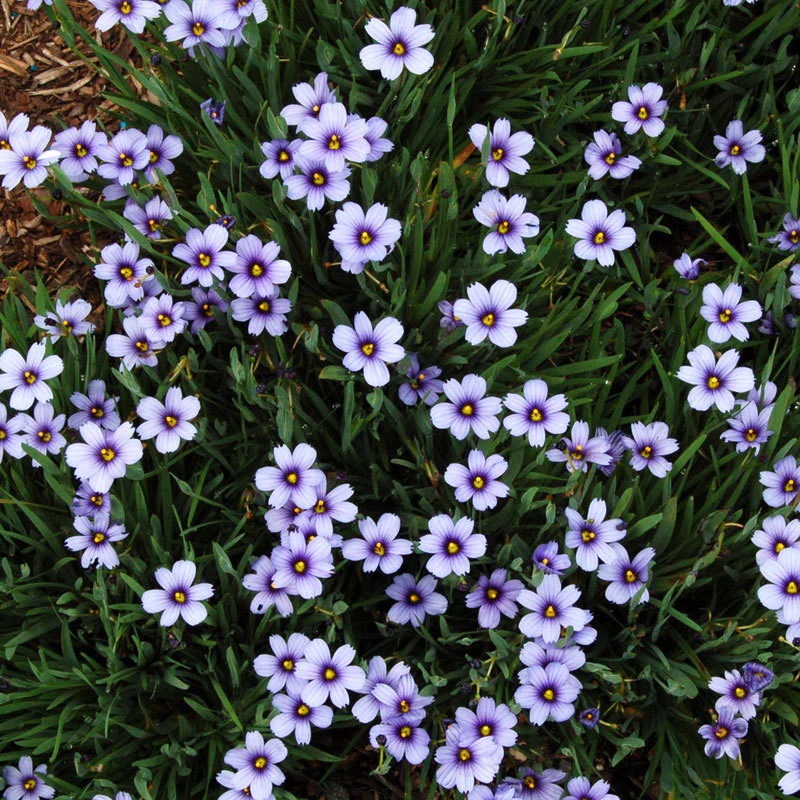 'Lucerne' Blue-Eyed Grass (Sisyrinchium) - Image 2