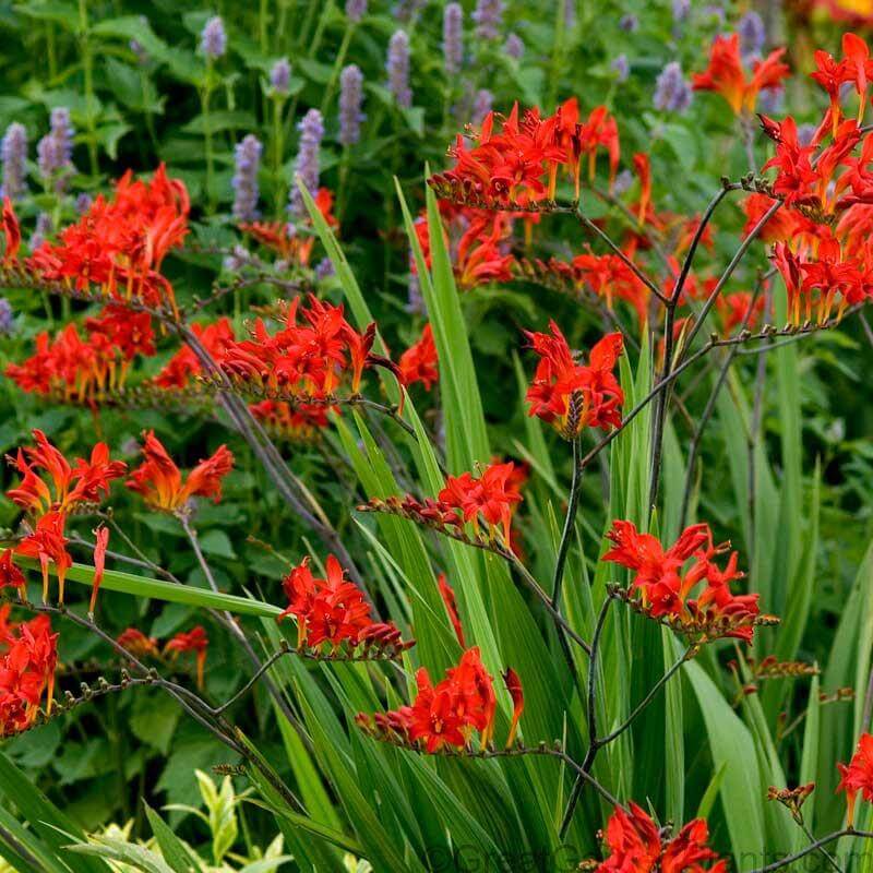 'Lucifer' Montbretia (Crocosmia)