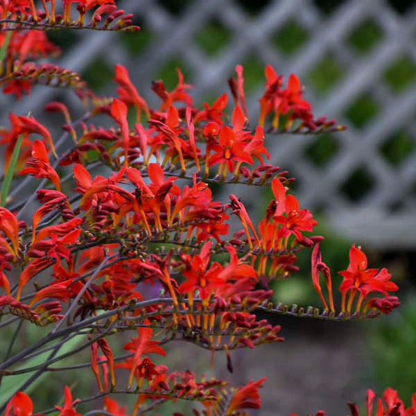 'Lucifer' Montbretia (Crocosmia) - Image 2