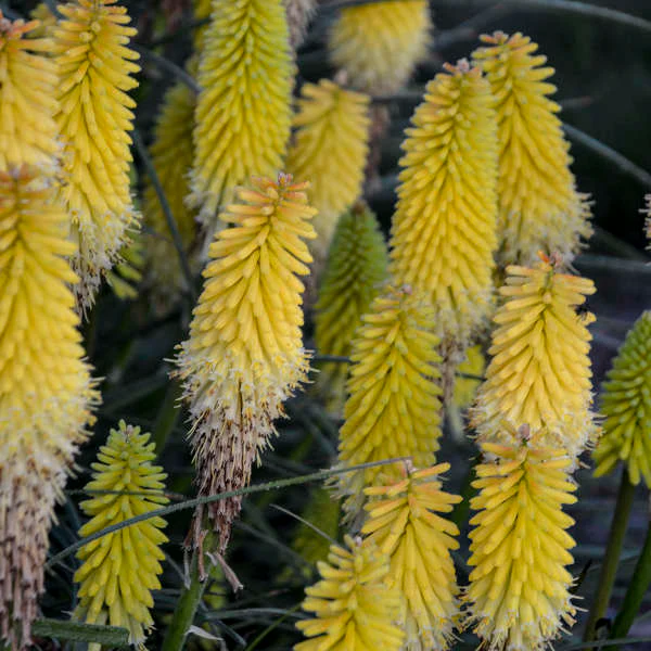 'Lucky Lemons' Red Hot Poker