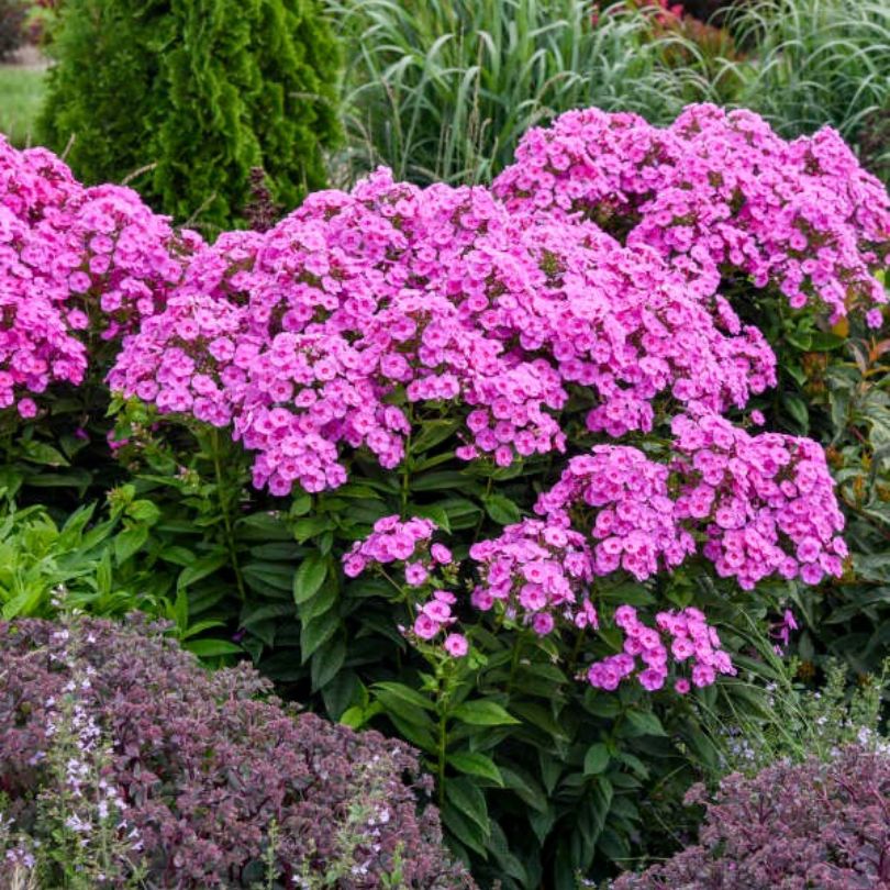 Luminary™ 'Prismatic Pink' Tall Garden Phlox