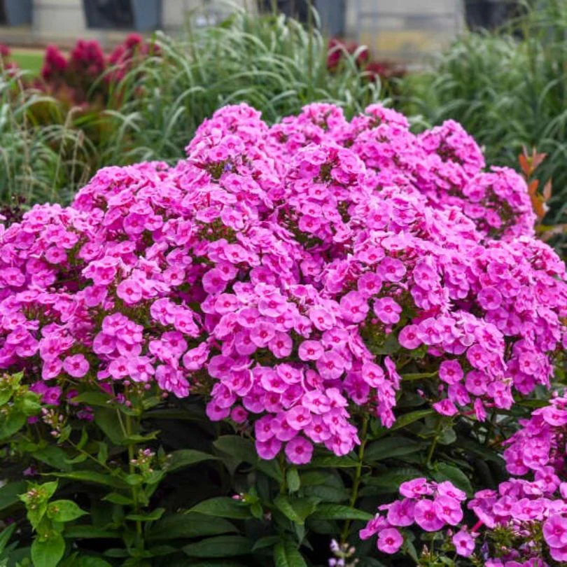 Luminary™ 'Prismatic Pink' Tall Garden Phlox - Image 2