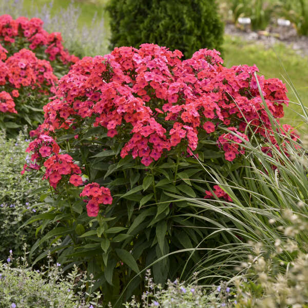 Luminary™ 'Sunset Coral' Tall Garden Phlox