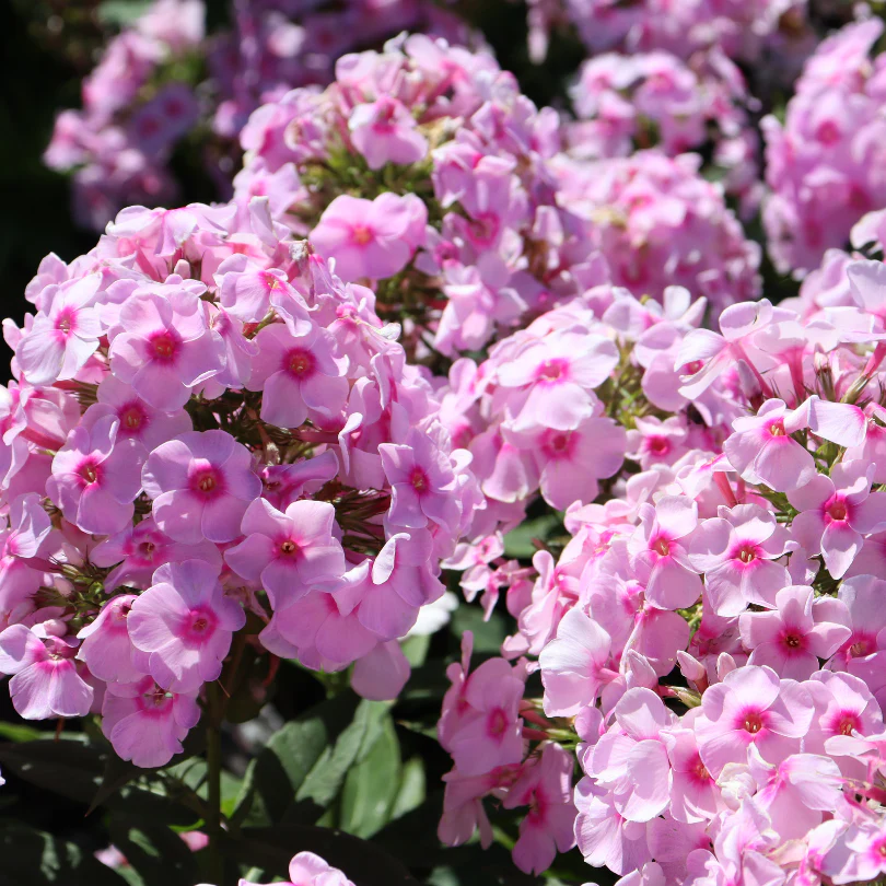 Luminary™ 'Opalescence' Phlox