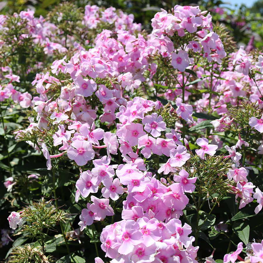Luminary™ 'Opalescence' Phlox - Image 2