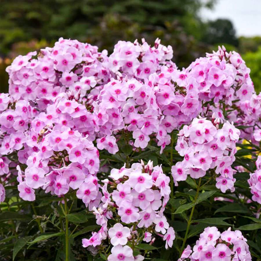Luminary™ 'Opalescence' Phlox - Image 3