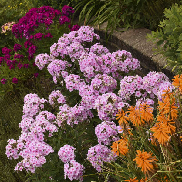 Luminary™ 'Opalescence' Phlox - Image 5