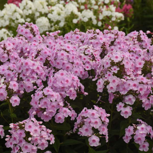 Luminary™ 'Opalescence' Phlox - Image 6