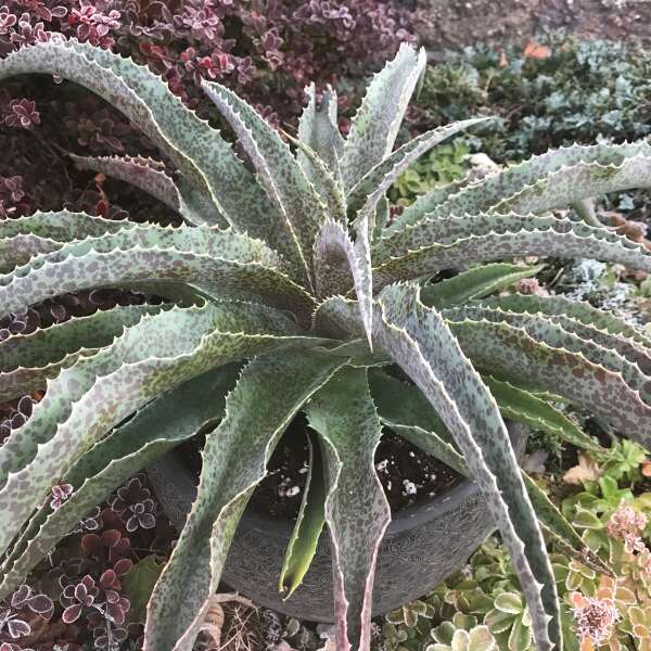 Mad about Mangave® 'Jabber Jaws' Mangave