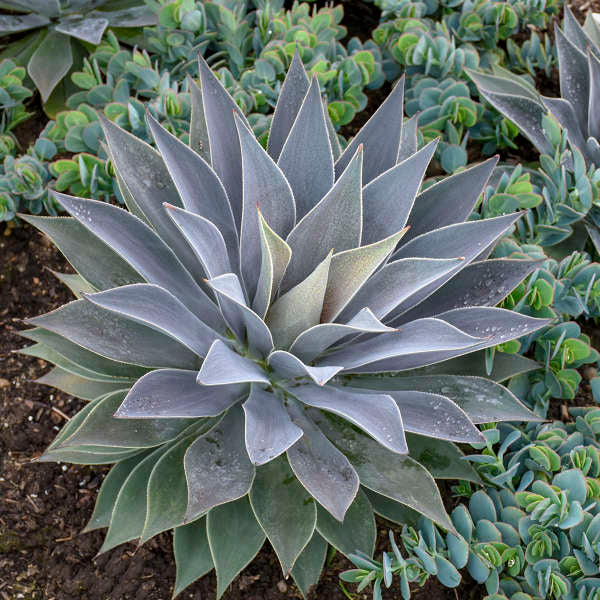 Mad about Mangave® 'Lavender Lady' Mangave