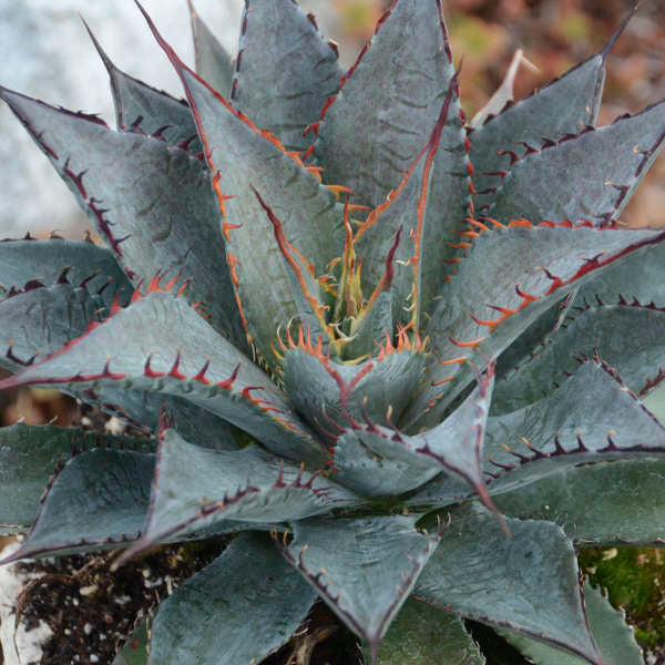 Mad about Mangave® 'Tooth Fairy' Mangave