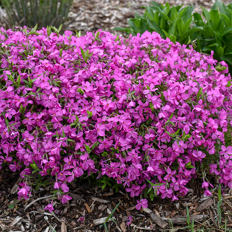 'Magenta Sprite' Hybrid Spring Phlox
