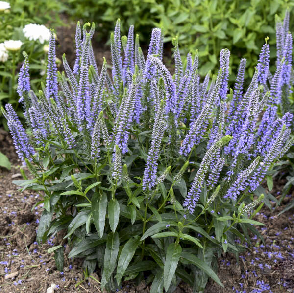 Magic Show® 'Ever After' Spike Speedwell (Veronica) - Image 2