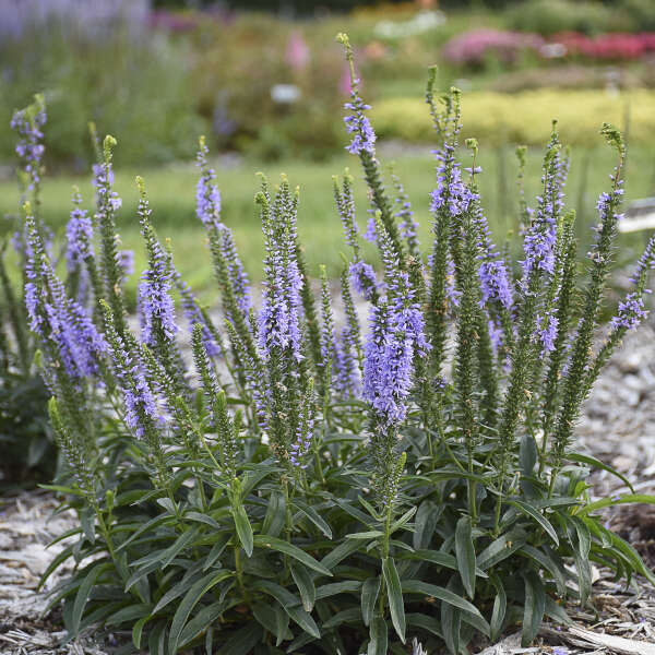 Magic Show® 'Ever After' Spike Speedwell (Veronica) - Image 3