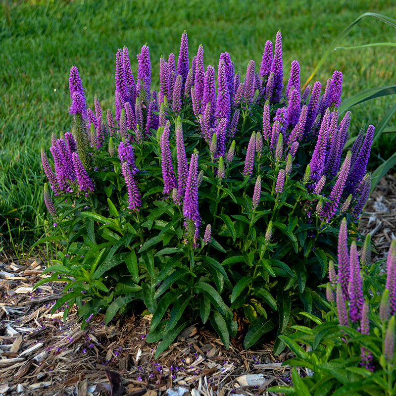 Magic Show® 'Purple Illusion' Spike Speedwell (Veronica)