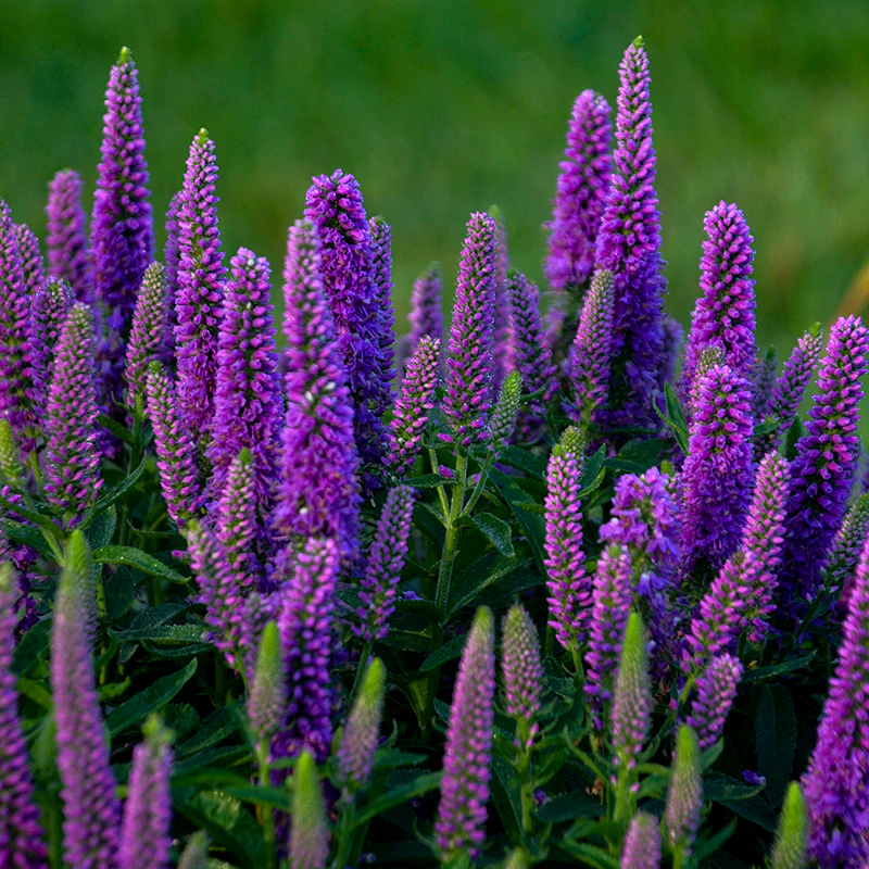Magic Show® 'Purple Illusion' Spike Speedwell (Veronica) - Image 3